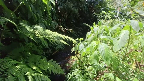 Exploring a Tropical Rainforest Stream with Natural Ambient Sounds in 4K Stock Footage 317129344