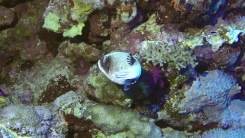 Exploring Tropical Reef With Powder Blue Tang on Coral Atoll 스톡 동영상 344476047
