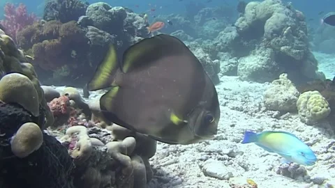 Exploring Underwater With Batfish and Parrotfish in Sipadan Stock Footage 324169656