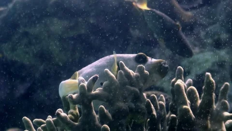 Exploring Underwater beauty with Pufferfish in the Philippines Stock Footage 337496248
