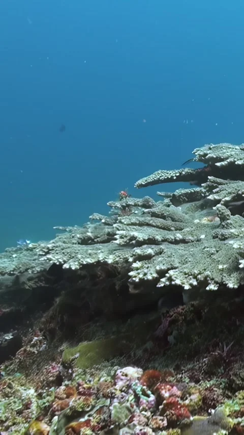 Exploring Underwater Coral Reef Ecosystem in the Pacific Ocean Video stock 321410586