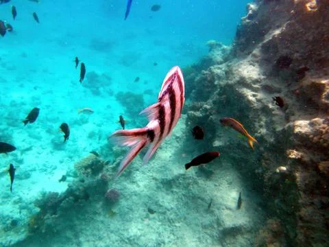Exploring the Underwater Coral Reef of Red Sea in Hurghada, Egypt, Revealin.. Stock Photos