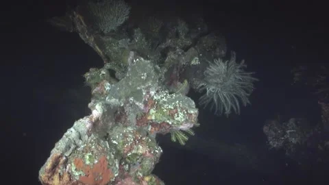 Exploring Underwater Coral Reefs During a Night Dive in the Caribbean Video stock 326702453