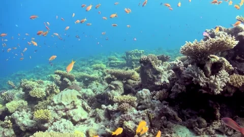 Exploring Underwater Ecosystem, Colorful Fish Swimming Around Coral Reef Stock Footage 327570905