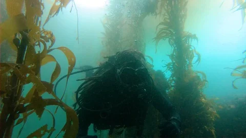 Exploring Underwater Forest Stock Footage 129222536