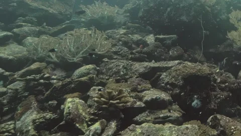 Exploring the Underwater Landscape and Its Vibrant Ecosystems 스톡 동영상 344617150