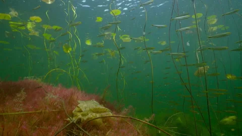 Exploring underwater life in Okavango Delta during midday hours Stock Footage 326004494