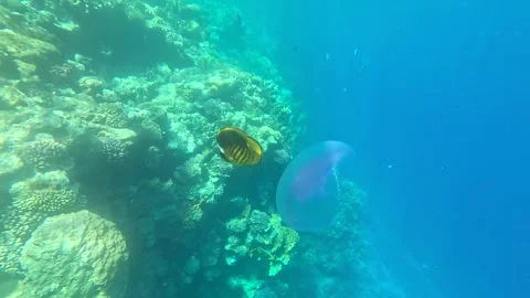 Exploring Underwater Life: A Vibrant Scene of Coral Reefs, Colorful Fish, and 库存影片 330186845