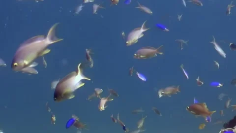 Exploring underwater paradise in the Philippines during the day Stock Footage 318836509