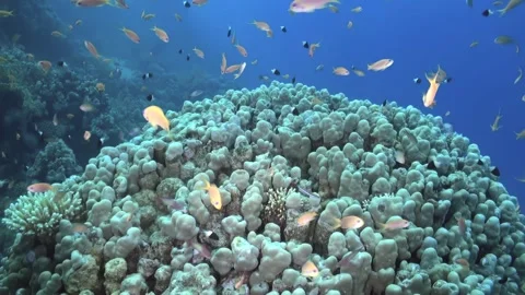 Exploring Underwater Paradise Vibrant Fish Swarm Coral Reef Stock Footage 321829375