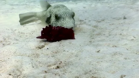 Exploring underwater realms a pufferfish forages near the Red Sea coast Stock Footage 317278174