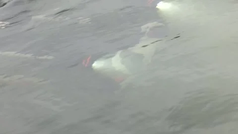 Exploring underwater river world using remote drone. Video stock 330351272