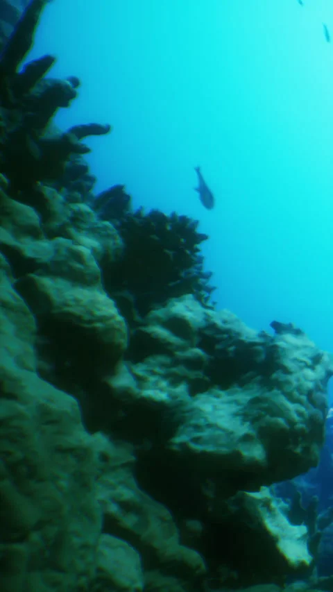 Exploring underwater rocks and corals in a deep ocean setting Stock Footage 339391168