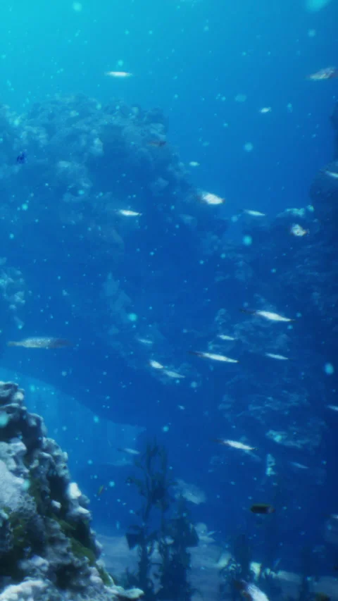 Exploring an underwater scene filled with fish near coral at sunset time Stock Footage 341984168