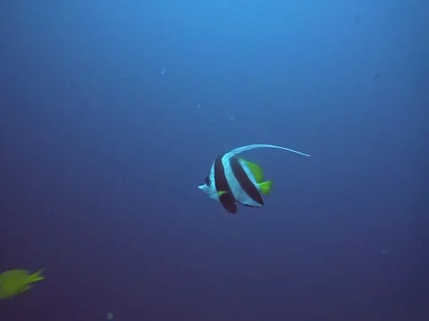 Exploring an Underwater Scene Filled with a Variety of Colorful Fish and Marine Stock Footage 295968763