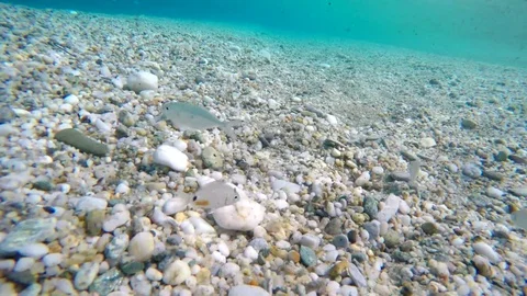 Exploring underwater sea fish clear turquoise water pebbles bottom POV diving Video stock 78927514