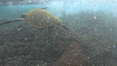 Exploring Underwater Turtle Life in a Rocky Ocean Habitat - Hawaii Stock Footage 316636612