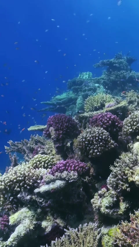Exploring Underwater Wonders off the Coast of Egypt Stock Footage 320139965