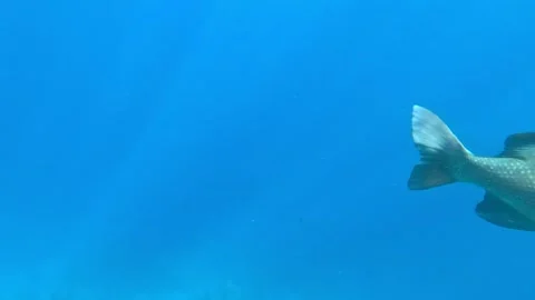 Exploring the Underwater World: A Close Encounter with Marine Life in a Vibrant 库存影片 330155113