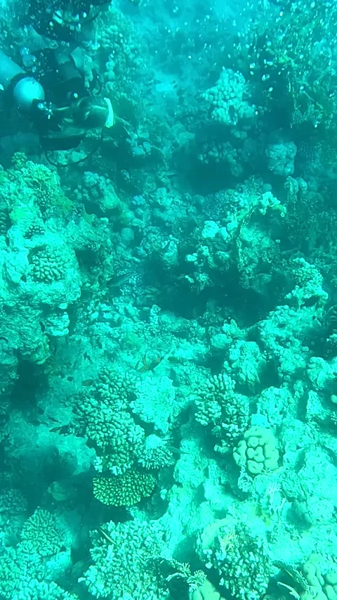 Exploring the Underwater World: A Diver's Journey Through Vibrant Coral Reefs 库存影片 331277741