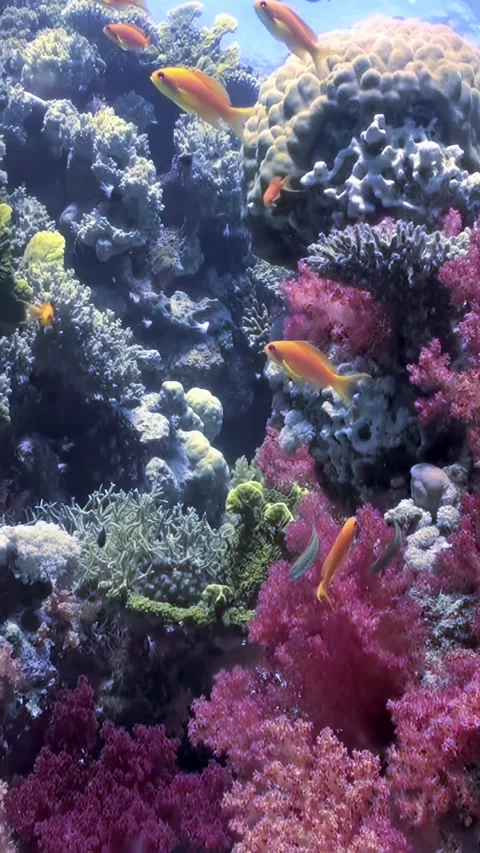 Exploring Underwater World With Fish Swimming Around Coral Reefs Stock Footage 321017977