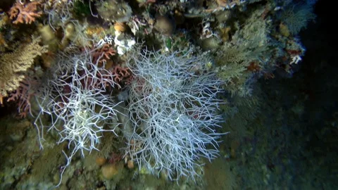 Exploring underwater world of French Polynesia is like entering different realm. Stock Footage 236806674