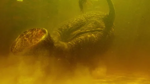 Exploring the underwater world of the Okavango Delta's wildlife Stock Footage 326124016