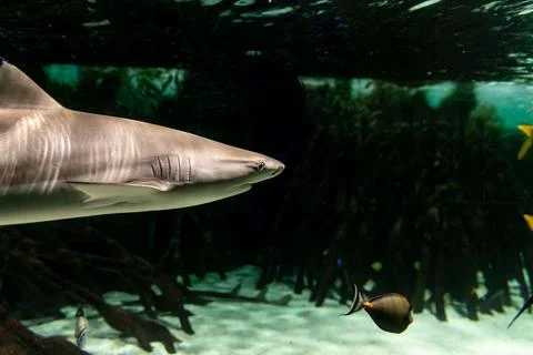 Exploring the underwater world with a shark and tropical fish swimming in an  Stock Photos