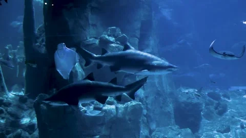 Exploring an underwater world with sharks and stingrays swimming in a tranquil Stock Footage 310316647