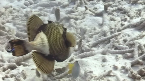 Exploring the Underwater World With Triggerfish off the Coast of Maldives Stock Footage 324172362