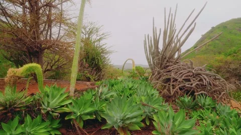 Exploring the Unique Drought Tolerant Plants at Koko Crater Botanical Garden, Oa Stock Footage 325754581