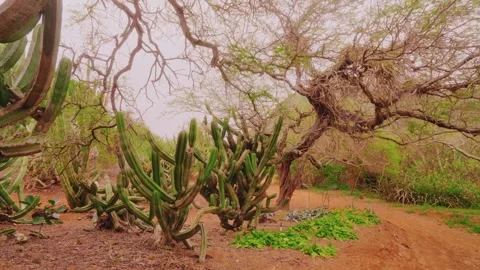 Exploring the Unique Dryland Plants of Koko Crater Botanical Garden in Honolulu, Stock Footage 325754811