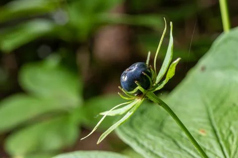 Exploring the unique features of Paris quadrifolia in its natural forest ha.. Stockfoto's