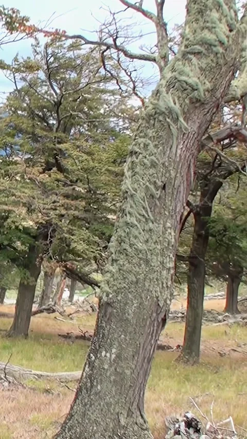 Exploring the unique flora of Los Alerces National Park in Patagonia Stock Footage 283172762