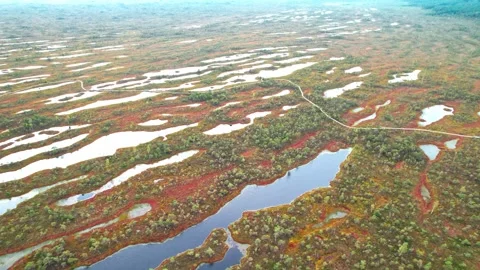 Exploring the unique landscape of Kemeri swamp in Latvia from above Stock Footage 319528554