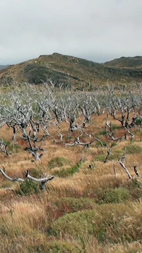 Exploring the unique landscapes of Los Alerces National Park in Patagonia Stock-Footage 314299802