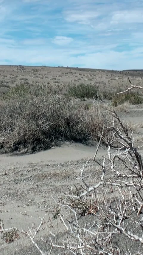 Exploring the Unique Landscapes of Los Alerces National Park in Patagonia Video stock 314299850