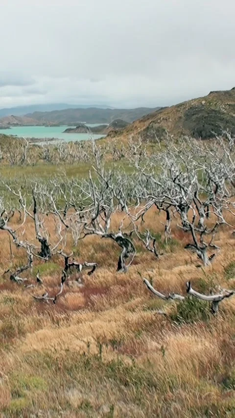 Exploring the unique landscapes of Los Alerces National Park in Patagonia Stock Footage 320385468