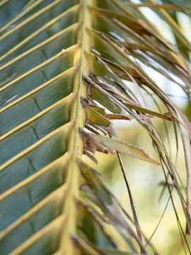 Exploring unique patterns of palm leaves in nature close-up outdoor environme 写真素材