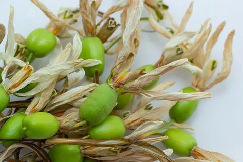 Exploring the unique shapes and textures of green seeds and dried husks in .. Foto stock