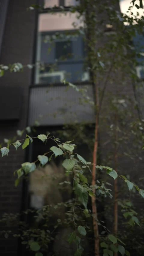 Exploring urban greenery in modern architecture during golden hour light Stock Footage 311060014