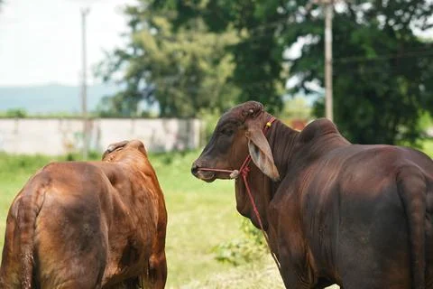 Exploring the Various Behaviors of Brown Cows on the Farm: Insights into An.. Stock Photos
