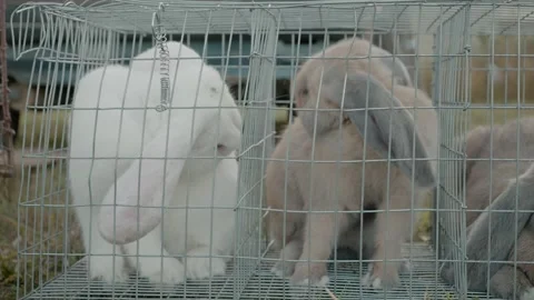 Exploring various rabbit species at the bird and animal market Stock Footage 327059385