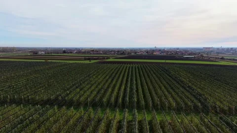 Exploring vast agricultural fields with a drone in stunning aerial views Video stock 321545222