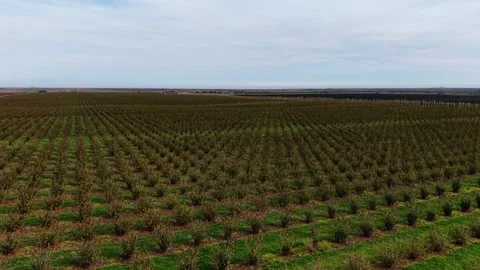 Exploring vast agriculture fields through drone aerial views Video stock 321545508