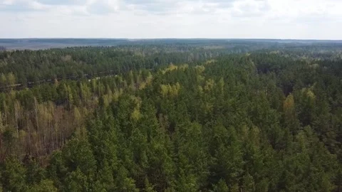 Exploring a vast forest area in the countryside with winding paths and tall tree Stock Footage 328992315