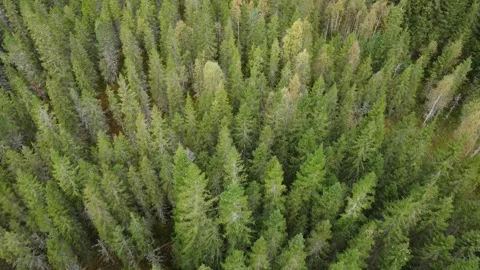 Exploring a vast forest with green trees and open space from above Stock Footage 327584526