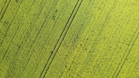 Exploring vast green fields with straight lines and patterns in summer sun Stock Footage 320038297