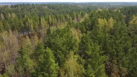 Exploring the vast green forest with tall trees and open sky during a sunny day Stock Footage 328992814