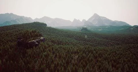Exploring vast green forests beneath majestic mountain peaks in daylight イラスト素材